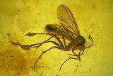 Two Detailed Fossil Fungus Gnats (Sciaridae) In Baltic Amber #200172-2